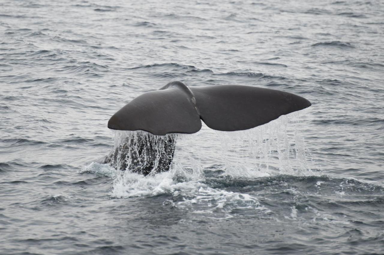 Apt 101 - Andenes Whale Safari Apartments ภายนอก รูปภาพ